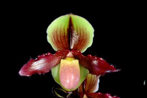 Paphiopedilum Mrs. Corburn Adorable HCC/AOS 76 pts.